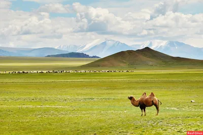 Степи в Казахстане стоковое изображение. изображение насчитывающей природа  - 181370017