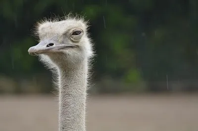 Проигнорировали правила»: выяснились подробности гибели страуса на зооферме  в Подмосковье