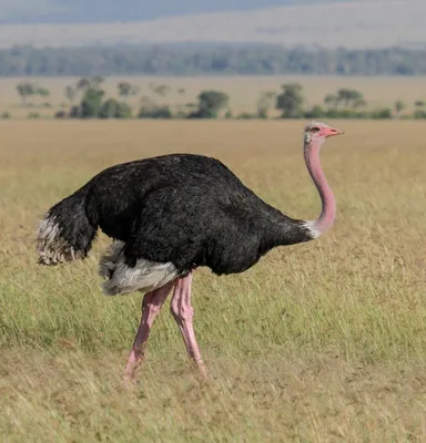 Африканский страус на эко ферме Страусленд: вес, описание и фото