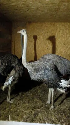 Страус или общие глаза страуса Стоковое Фото - изображение насчитывающей  только, птиц: 108259148