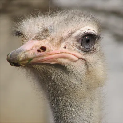 Под Осиповичами нашли сбежавшего страуса, второй до сих пор прячется |  Новости Беларуси | euroradio.fm