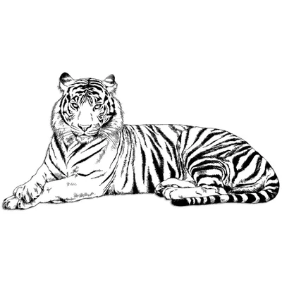 Картинки тигра для срисовки обои