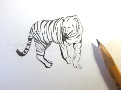 Картинки тигра карандашом обои