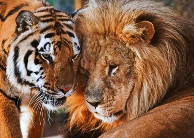 Огромный тигр на фоне львов» — создано в Шедевруме