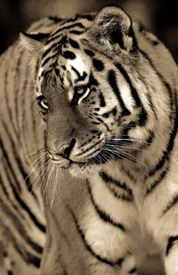 закрывать портрет больших диких кошек львов тигров леопард на черном фоне  Стоковое Изображение - изображение насчитывающей млекопитающее, черный:  241337991