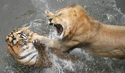 Кому же все-таки принадлежит титул «самой большой кошки»: льву или тигру |  Заметки о животных | Дзен
