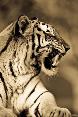 Тигр 🐯 обнимает льва , красиво, …» — создано в Шедевруме