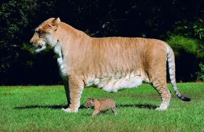 Полосатый Пупс: амурский тигр поселился в парке львов в Гудаутском районе -  13.11.2022, Sputnik Абхазия
