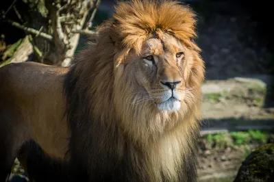 Leopad тигров льва стоковое изображение. изображение насчитывающей мясоед -  52776439