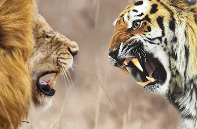 Что думает укротительница тигров и львов о фильме «Король Лев» – The City