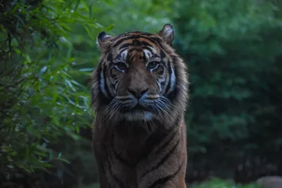 Видео: Так кто же все-таки царь — битва льва и тигра
