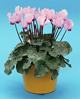Цикламен: уход и пересадка цветка в домашних условиях для начинающих (80  фото). Советы, чем подкормить, как выращивать и размножать