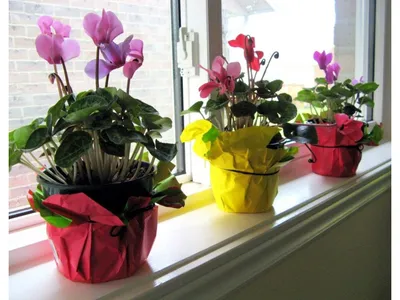 Цикламен: выращивание, пересадка и уход за цветком в домашних условиях