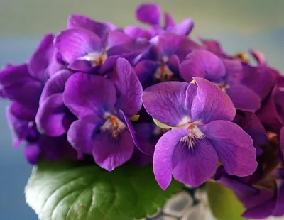 Фиалки в доме: как пересаживать, чтобы было больше цветов | Вслух.ru