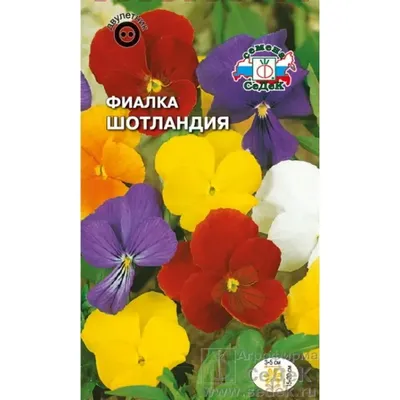 Фиалка рогатая Тайгер ай еллоу семена съедобных цветов купить в магазине  «Ильинские травы»