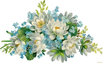 Красивые цветы на белом фоне (168 фото) » ФОНОВАЯ ГАЛЕРЕЯ КАТЕРИНЫ АСКВИТ