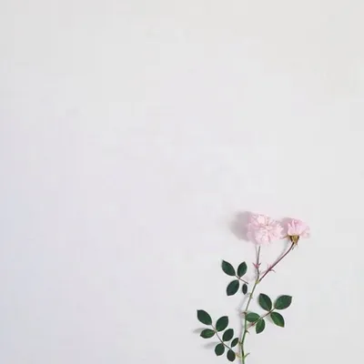 набор различных красивых цветов на белом фоне цветок сверху вид  изолированный цветник сверху вид праздничный цветок Стоковое Фото -  изображение насчитывающей свеже, элегантность: 226981254
