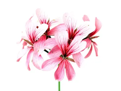 красивый розовый цветок на белом фоне. значок четырех цветов. маргаритный  цветок. нарисованный вручную вектор. свежий дан элегантн Иллюстрация  вектора - иллюстрации насчитывающей свеже, декор: 221303702