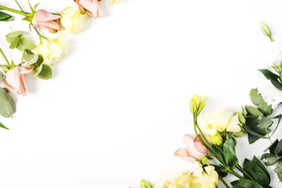рамка из цветов на белом фоне дизайн фото 6, гербера, цветок, счастливый фон  картинки и Фото для бесплатной загрузки