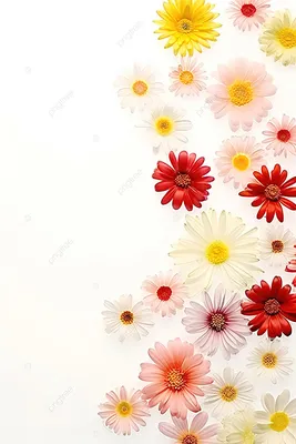 букет цветов лилии на белом фоне акварель ботаническая иллюстрация Стоковое  Фото - изображение насчитывающей сад, приглашение: 219948530