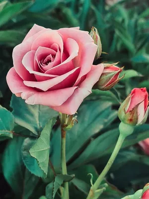 Картинки цветы розы на телефон обои