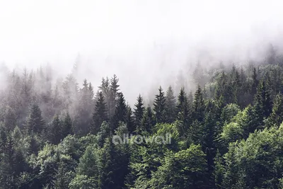 Картинки туманный лес обои