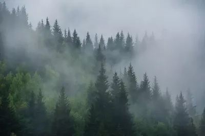 Фотообои Туманный лес, расширяющий пространство артикул Fo-055 купить в  Оренбург|;|9 | интернет-магазин ArtFresco