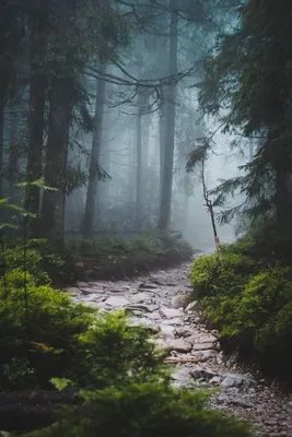 Туманный лес, в память об ушедшем лете... лес, туман, Фото, атмосферно,  Природа… #Природа Туманный лес… | Nature photography, Beautiful nature,  Beautiful landscapes