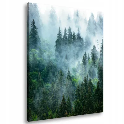 Темный туманный лес - 74 фото