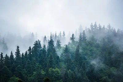 Фотообои Туманный лес купить на стену • Эко Обои