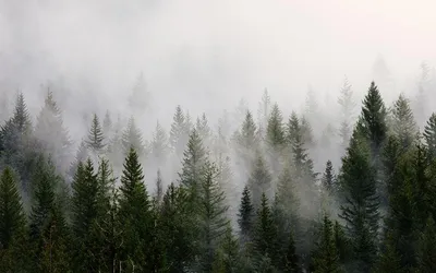 Фотообои \"Туманный лес\" - купить в интернет-магазине Ink-project с быстрой  доставкой