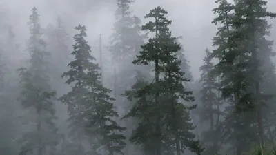 Туманный лес скачать фото обои для рабочего стола (картинка 5 из 6)