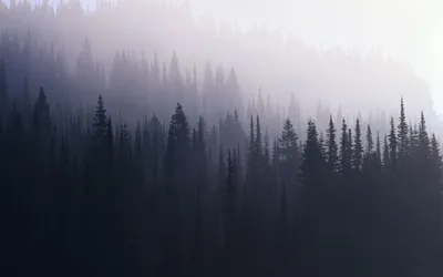 Темный туманный лес (51 фото) - 51 фото