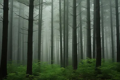 туманный лес со множеством высоких деревьев, Канвондо, высокое разрешение,  дерево фон картинки и Фото для бесплатной загрузки