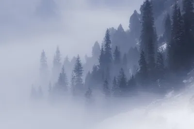 Туманный лес в горах — Фото №1437203