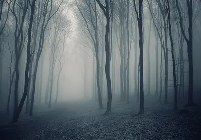 Туманный лес · Бесплатные стоковые фото