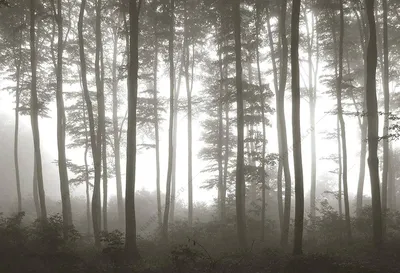 Купить фотообои «Загадочный туманный лес»