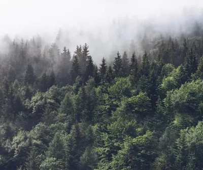 Купить фотообои Туманный лес (#7312) | заказать в каталоге интернет  магазина с ценой и фото