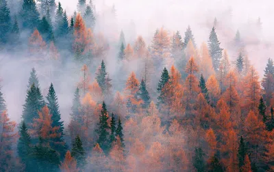 Фотообои Вид на туманный лес артикул Fo-083 купить в Калуге |  интернет-магазин ArtFresco