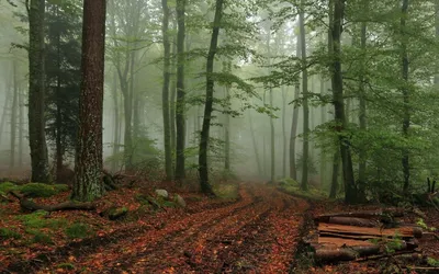 Туманный лес. стоковое изображение. изображение насчитывающей падение -  39479989