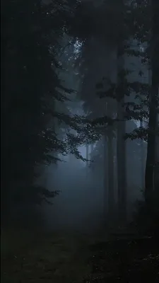 Туманный лес (71 фото) - 71 фото