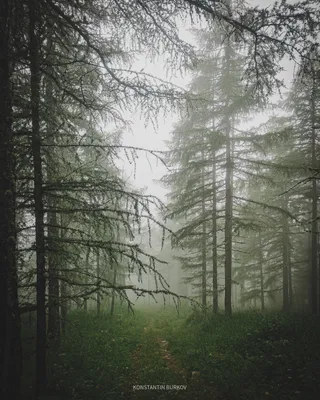 Туманный лес | Пикабу