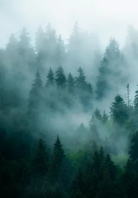 Туманный лес, в память об ушедшем лете... | Пикабу