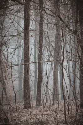 Туманный лес» картина Мовсисяна Тиграна (бумага) — купить на ArtNow.ru