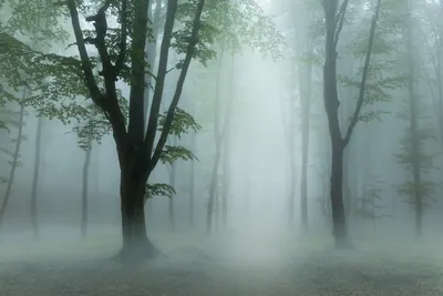 Туманный лес, опушка леса, …» — создано в Шедевруме