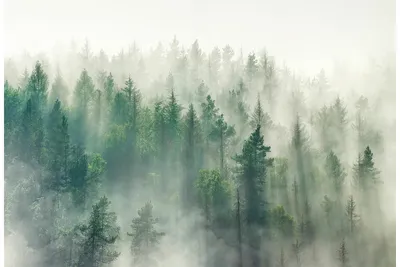 Фотообои Divino Decor \"Туманный лес\" - «Спим в лесу каждый день🌲 » | отзывы