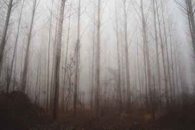 Фотообои ООО Ортограф Туманный лес 3.97x2.7 м OF_34456 - выгодная цена,  отзывы, характеристики, фото - купить в Москве и РФ