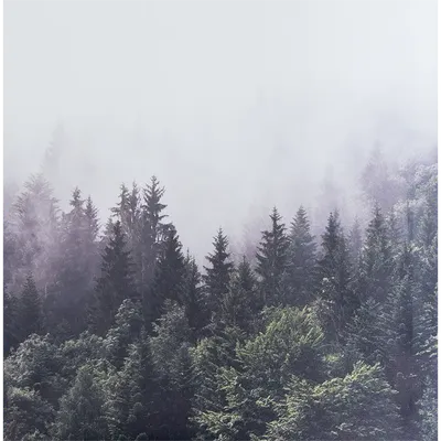 Фотообои Туманный серый лес артикул Fo-116 купить в Оренбург|;|9 |  интернет-магазин ArtFresco