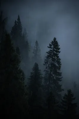 Гайд Elden Ring — Как пройти Туманный лес (восток Замогилья) | VK Play