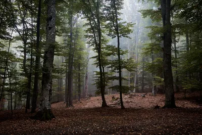 Картина на холсте «Туманный лес» 30x30 см по цене 390 ₽/шт. купить в  Кемерове в интернет-магазине Леруа Мерлен